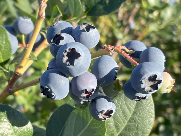 Blueberries.jpg